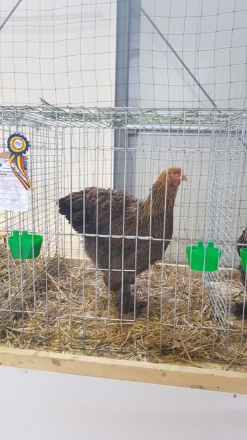  - Rezultatele obținute la expozitia județiană Cupa Fauna Aradeana