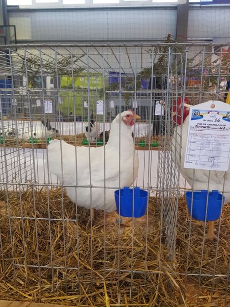  - Rezultatele obținute la expozitia județiană Cupa Fauna Aradeana