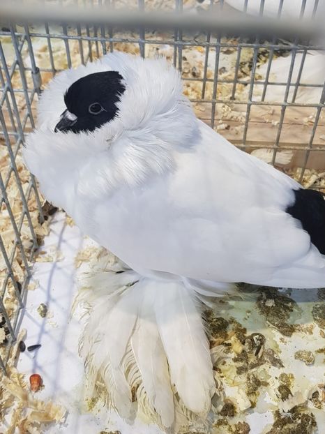  - Rezultatele obținute la expozitia județiană Cupa Fauna Aradeana