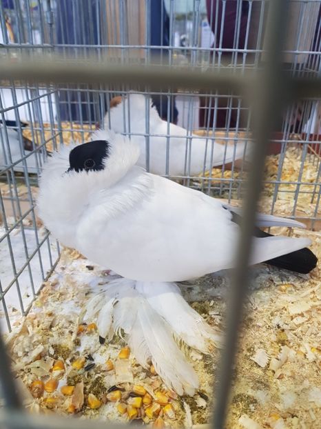  - Rezultatele obținute la expozitia județiană Cupa Fauna Aradeana