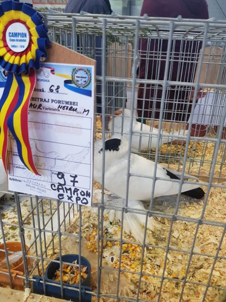  - Rezultatele obținute la expozitia județiană Cupa Fauna Aradeana