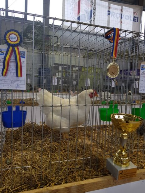  - Rezultatele obținute la expozitia județiană Cupa Fauna Aradeana