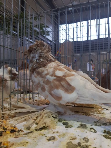  - Rezultatele obținute la expozitia județiană Cupa Fauna Aradeana