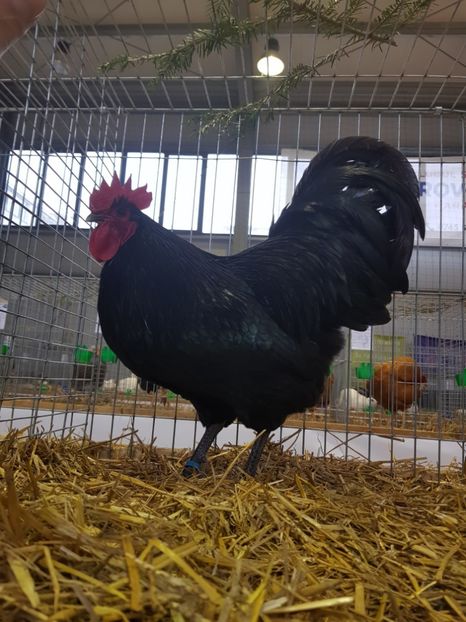 - Rezultatele obținute la expozitia județiană Cupa Fauna Aradeana