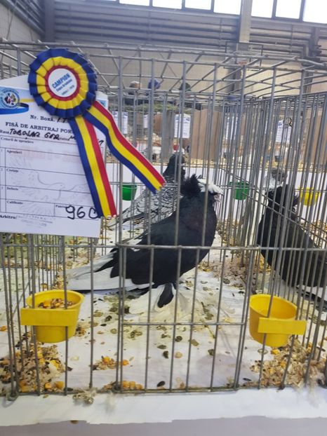  - Rezultatele obținute la expozitia județiană Cupa Fauna Aradeana