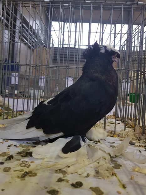  - Rezultatele obținute la expozitia județiană Cupa Fauna Aradeana
