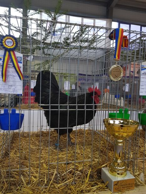  - Rezultatele obținute la expozitia județiană Cupa Fauna Aradeana