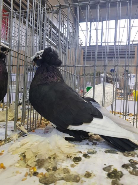  - Rezultatele obținute la expozitia județiană Cupa Fauna Aradeana