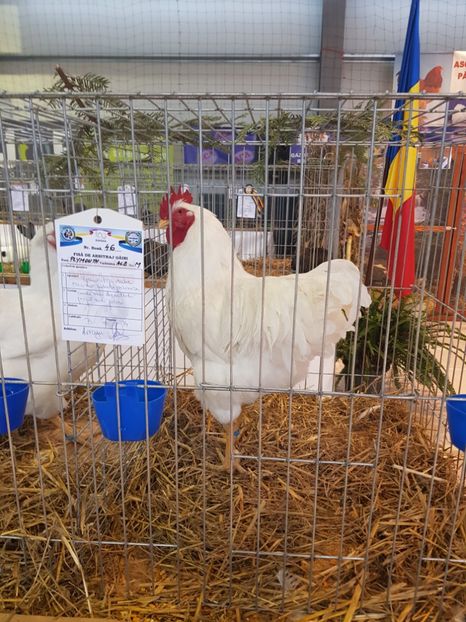  - Rezultatele obținute la expozitia județiană Cupa Fauna Aradeana