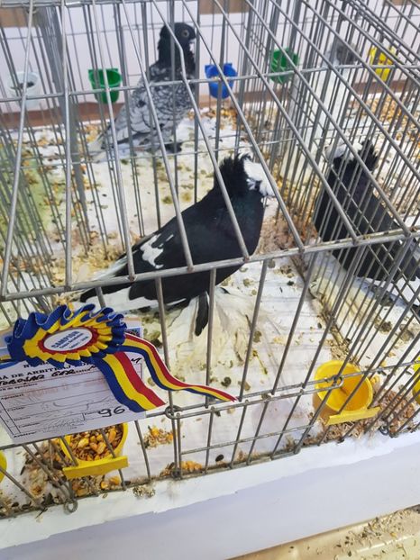  - Rezultatele obținute la expozitia județiană Cupa Fauna Aradeana