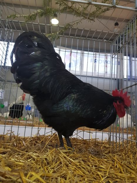  - Rezultatele obținute la expozitia județiană Cupa Fauna Aradeana