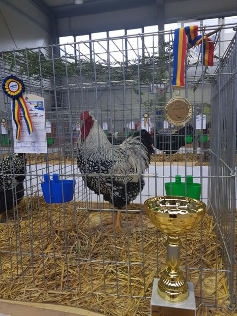 - Rezultatele obținute la expozitia județiană Cupa Fauna Aradeana