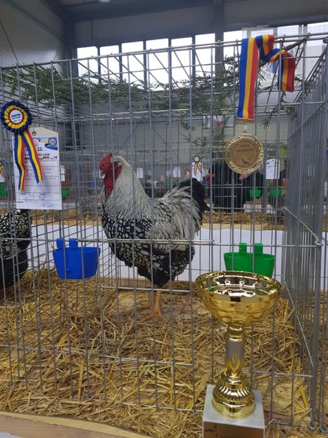  - Rezultatele obținute la expozitia județiană Cupa Fauna Aradeana