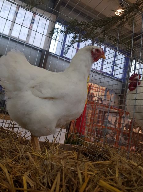  - Rezultatele obținute la expozitia județiană Cupa Fauna Aradeana