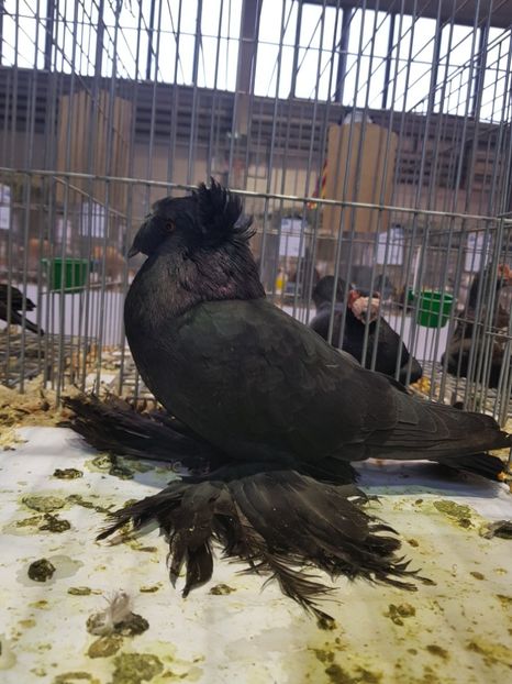  - Rezultatele obținute la expozitia județiană Cupa Fauna Aradeana