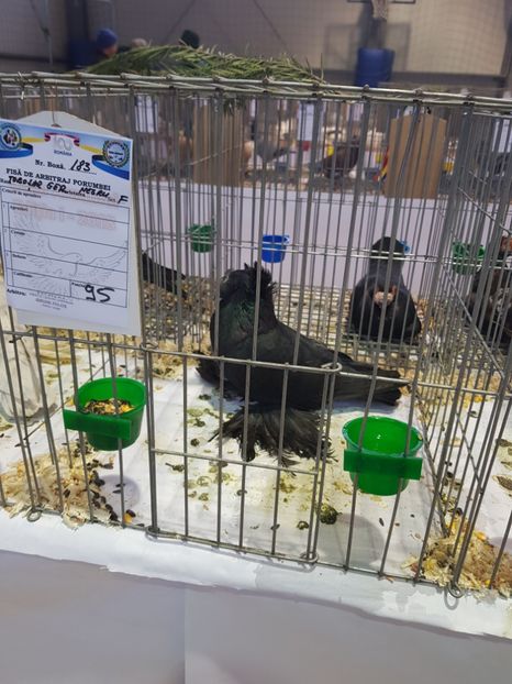  - Rezultatele obținute la expozitia județiană Cupa Fauna Aradeana