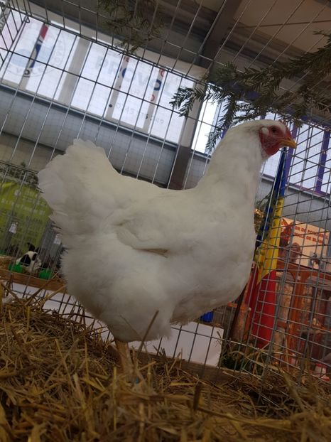  - Rezultatele obținute la expozitia județiană Cupa Fauna Aradeana