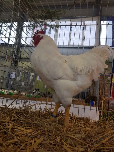  - Rezultatele obținute la expozitia județiană Cupa Fauna Aradeana