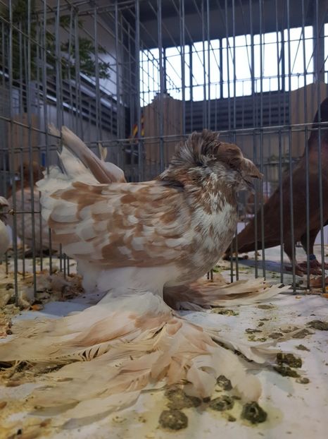  - Rezultatele obținute la expozitia județiană Cupa Fauna Aradeana