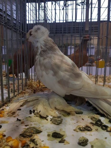  - Rezultatele obținute la expozitia județiană Cupa Fauna Aradeana