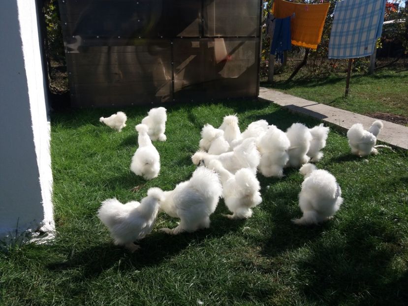 2018 - Matase japoneza alba