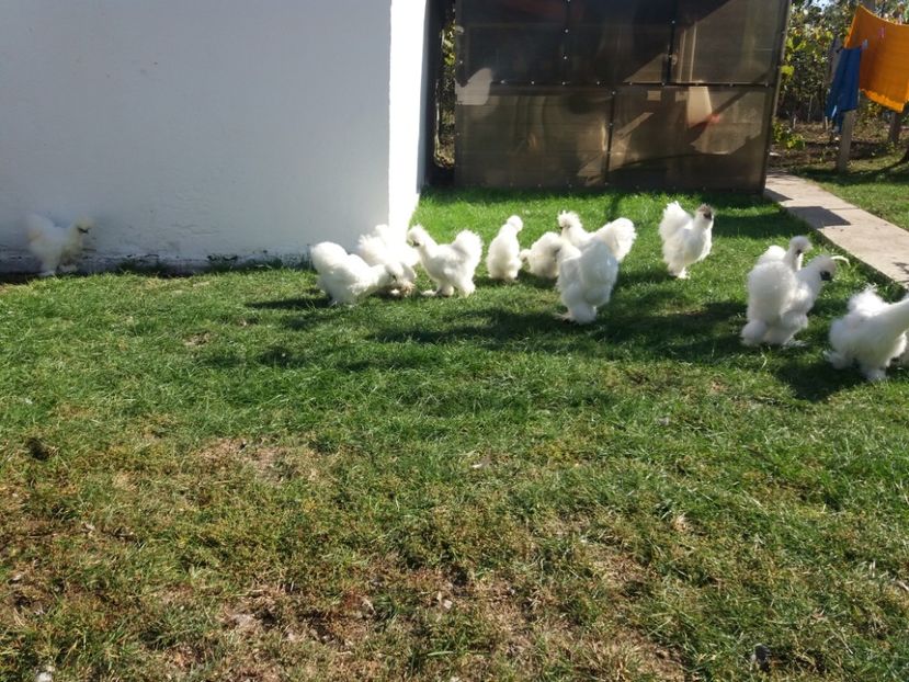 2018 - Matase japoneza alba