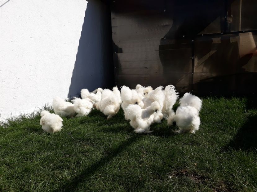 2018 - Matase japoneza alba