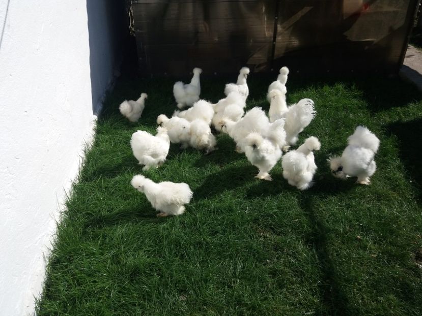 2018 - Matase japoneza alba