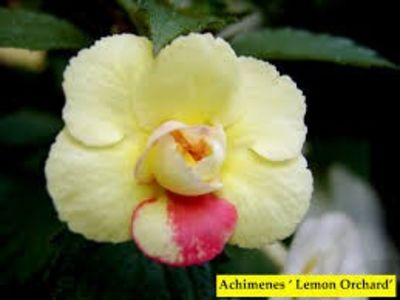 lemon orchard - Lemon Orchard-erika76