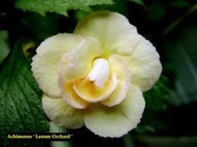 lemon orchard - Lemon Orchard-erika76