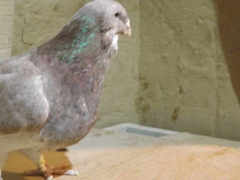  - PORUMBEI PENTRU 2019