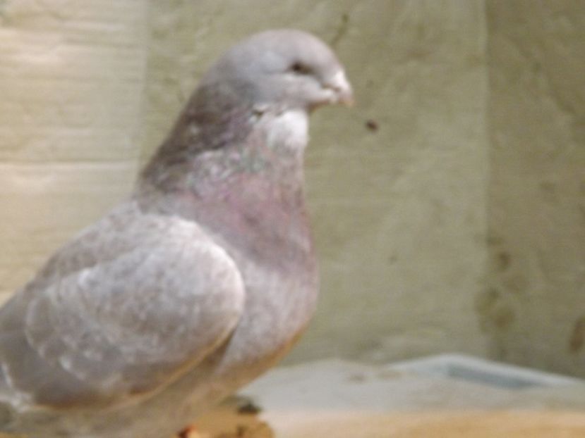  - PORUMBEI PENTRU 2019