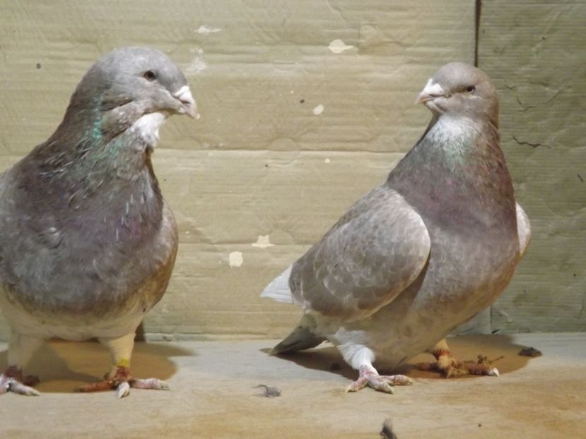  - PORUMBEI PENTRU 2019