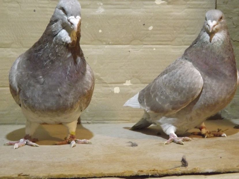  - PORUMBEI PENTRU 2019