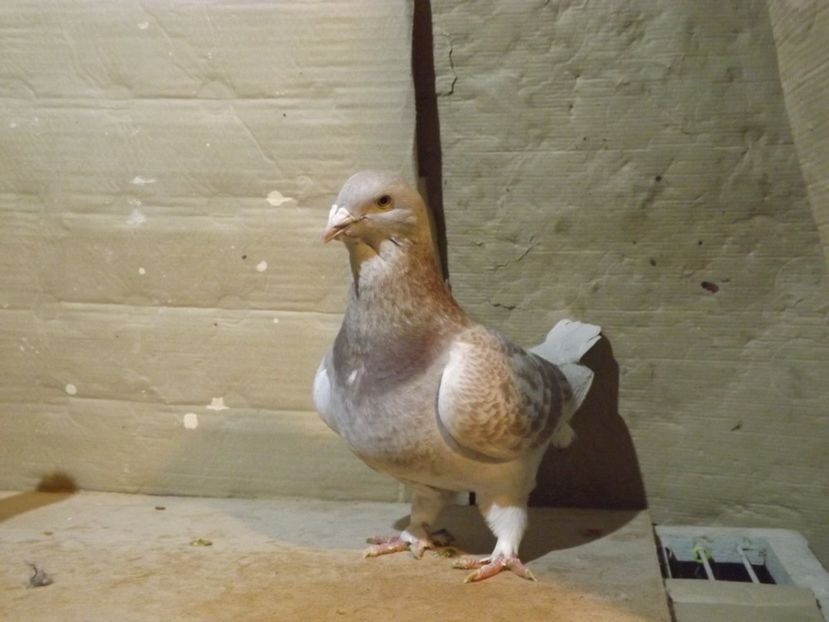  - PORUMBEI PENTRU 2019