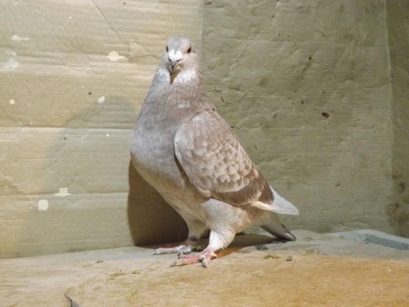  - PORUMBEI PENTRU 2019