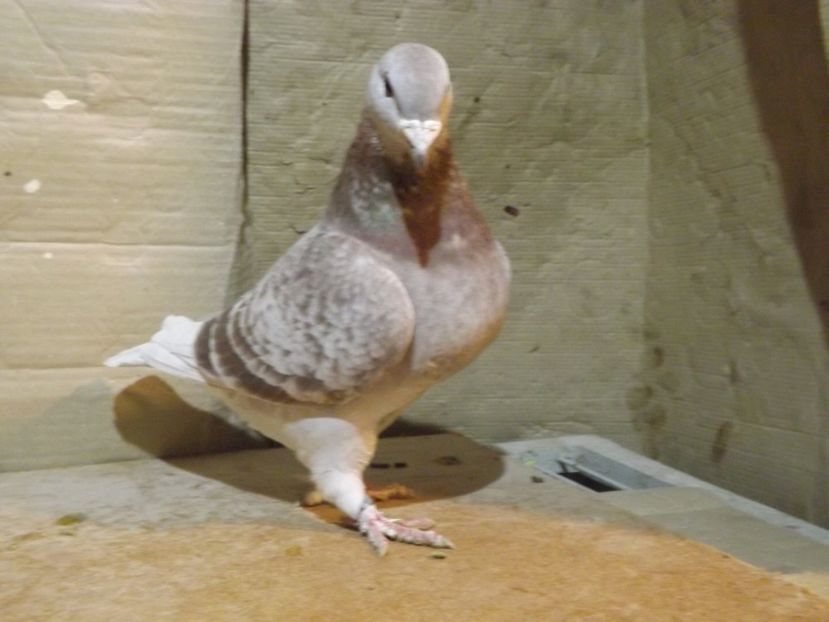  - PORUMBEI PENTRU 2019