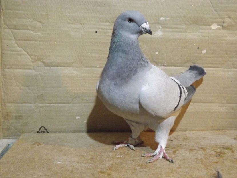  - PORUMBEI PENTRU 2019