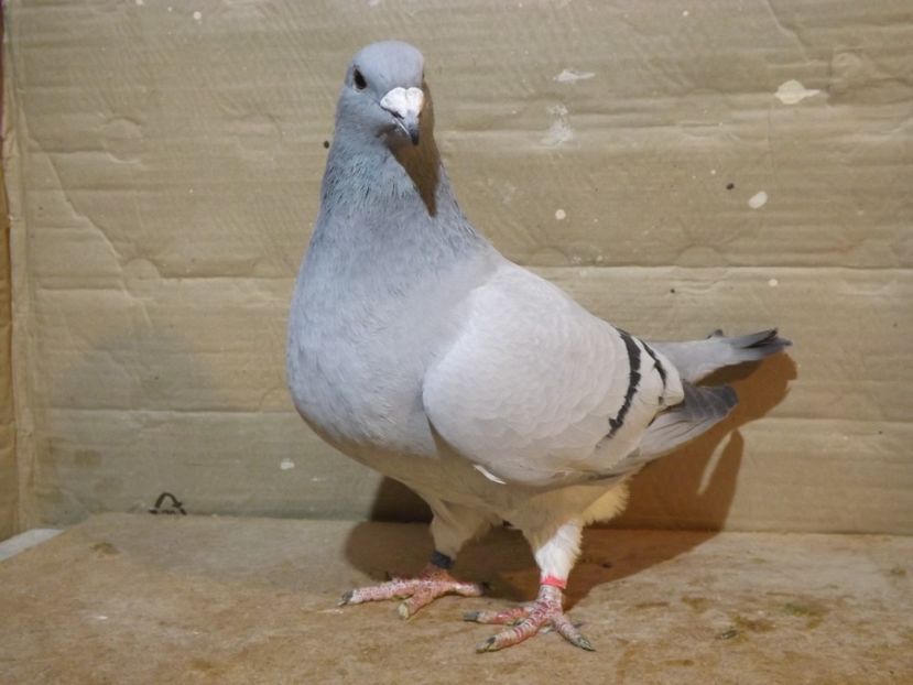  - PORUMBEI PENTRU 2019