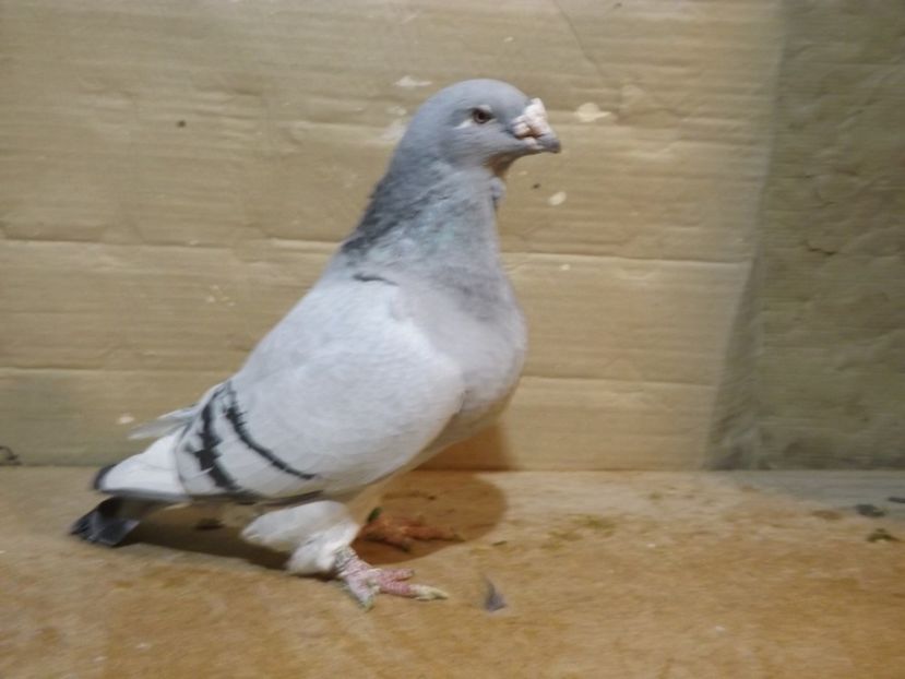  - PORUMBEI PENTRU 2019