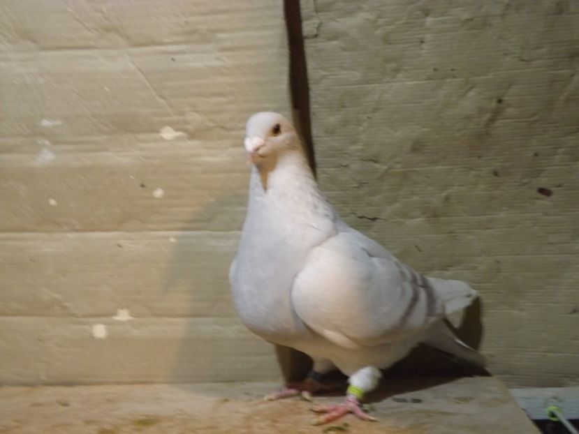  - PORUMBEI PENTRU 2019