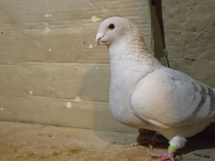  - PORUMBEI PENTRU 2019