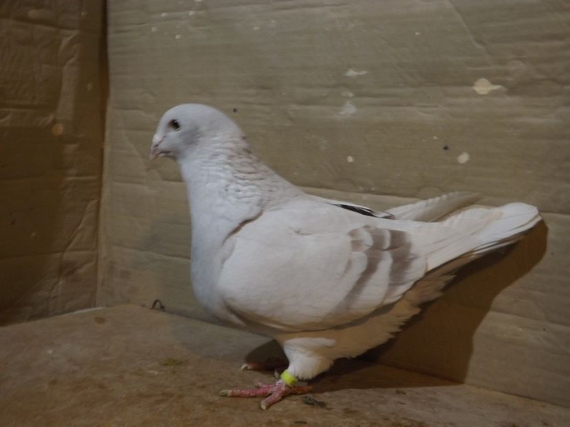  - PORUMBEI PENTRU 2019