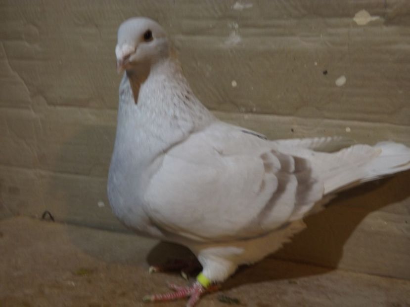  - PORUMBEI PENTRU 2019