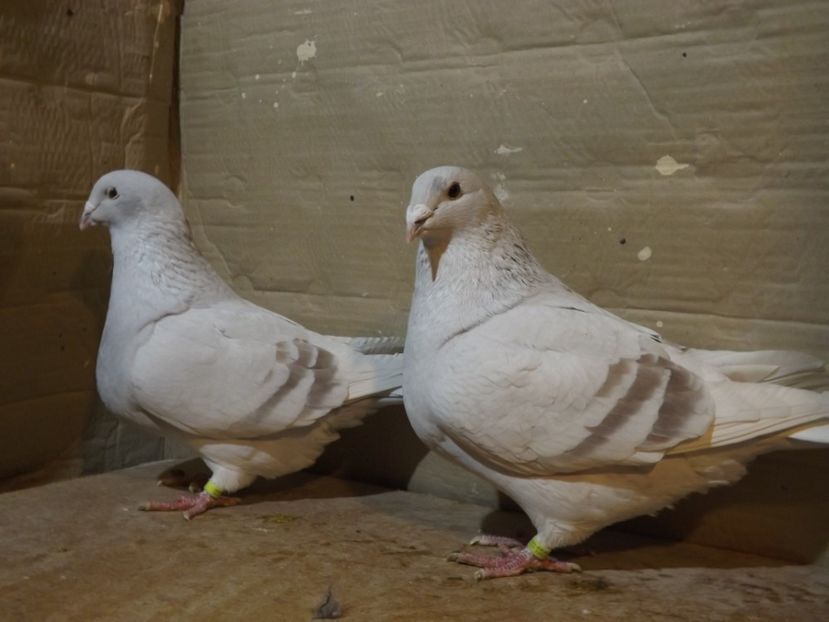  - PORUMBEI PENTRU 2019