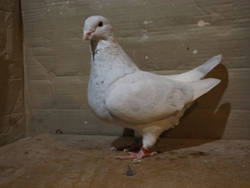  - PORUMBEI PENTRU 2019