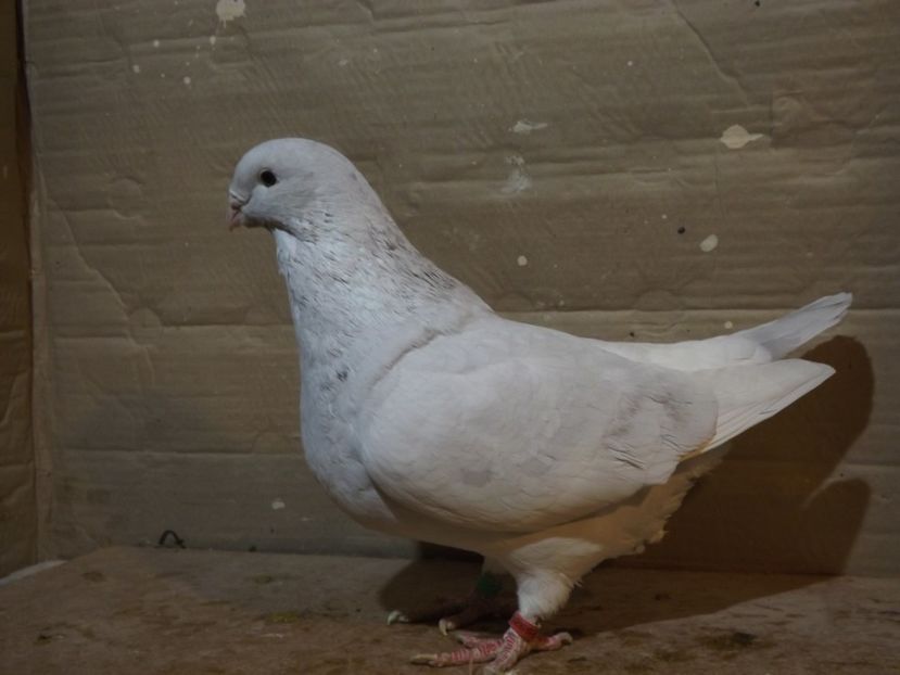  - PORUMBEI PENTRU 2019