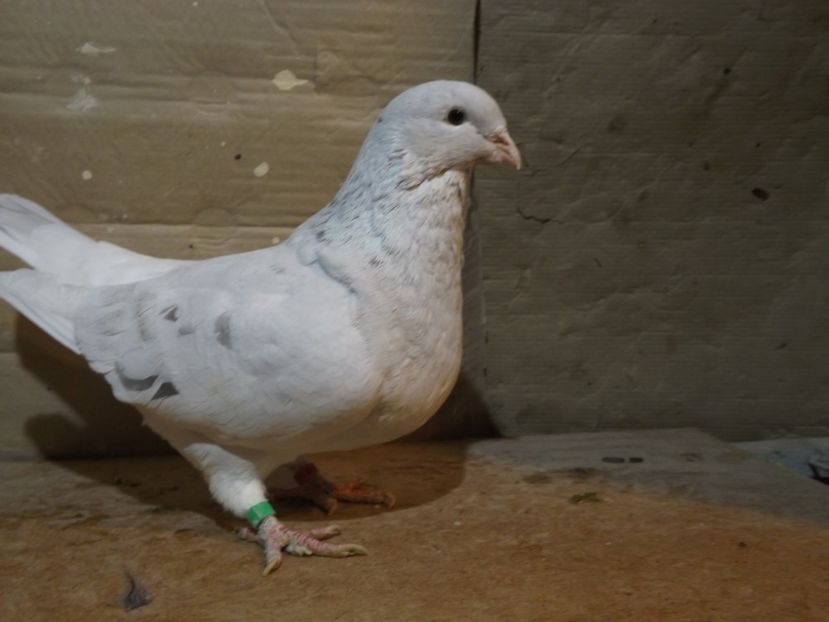  - PORUMBEI PENTRU 2019