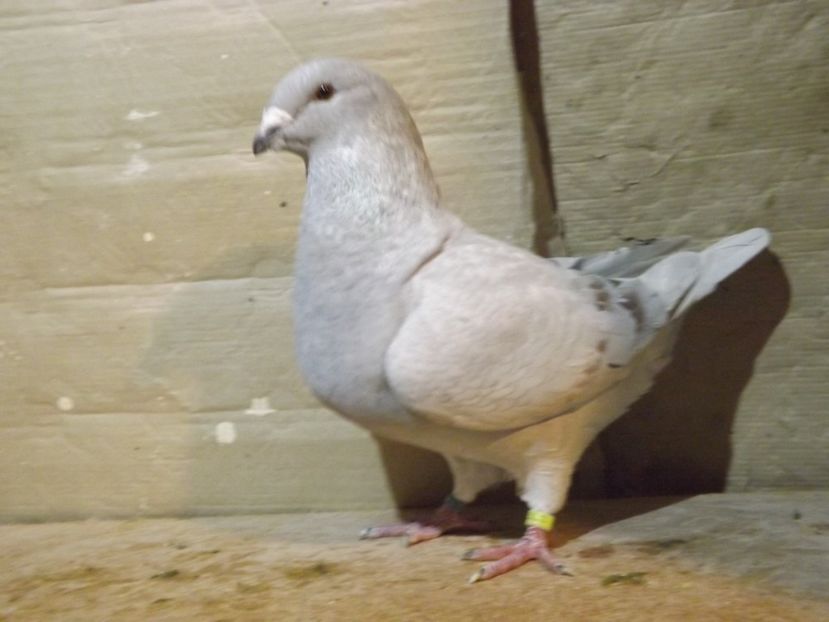  - PORUMBEI PENTRU 2019