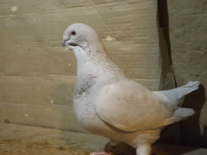  - PORUMBEI PENTRU 2019